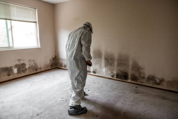 Best Basement Mold Removal  in Fountain Hill, PA